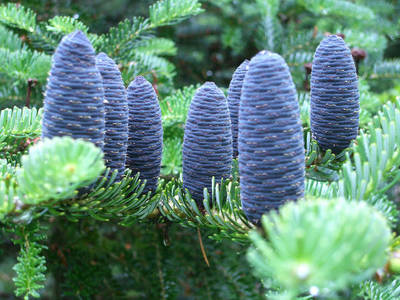 ABIES KOREANA